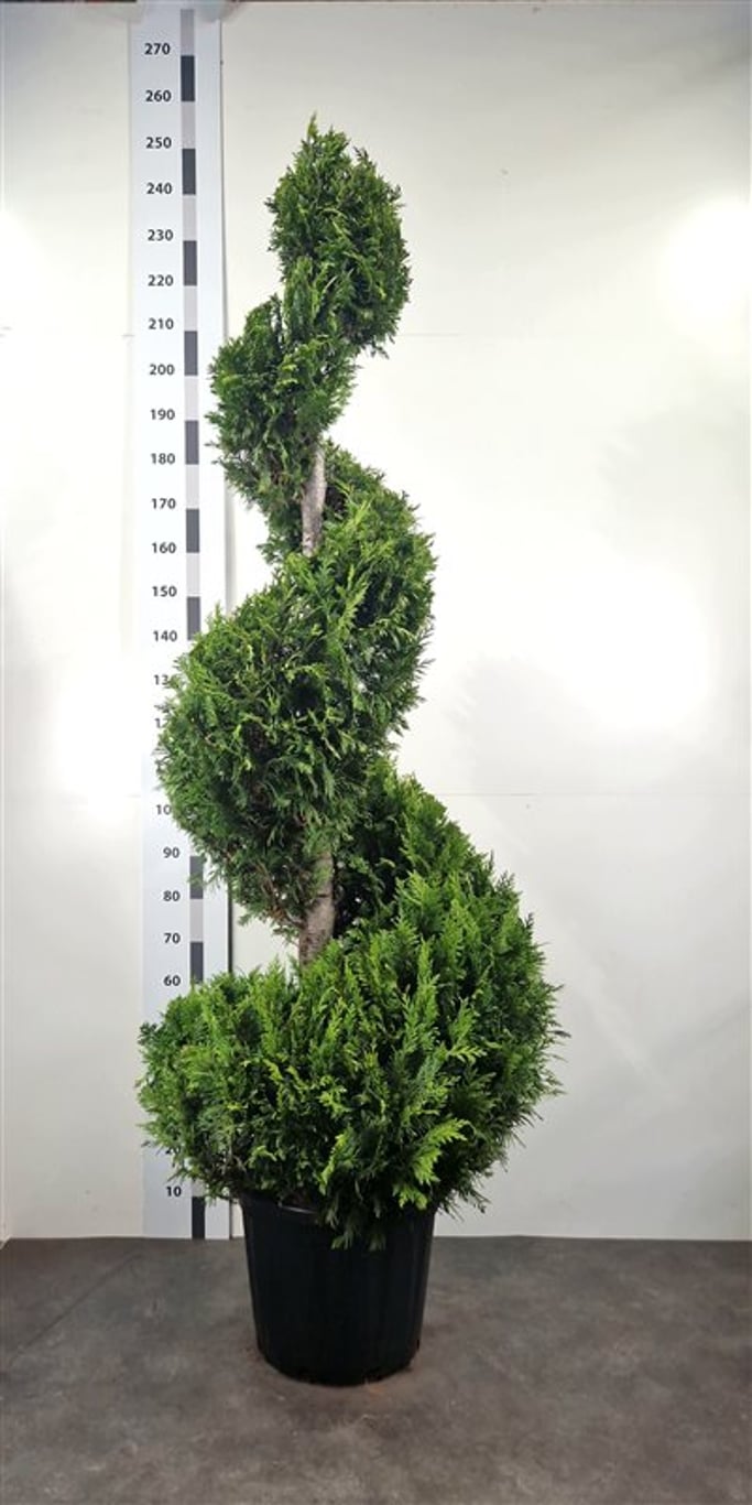 Chamaecyparis l. 'Yvonne' - 180-200 CM Spiral Cont.