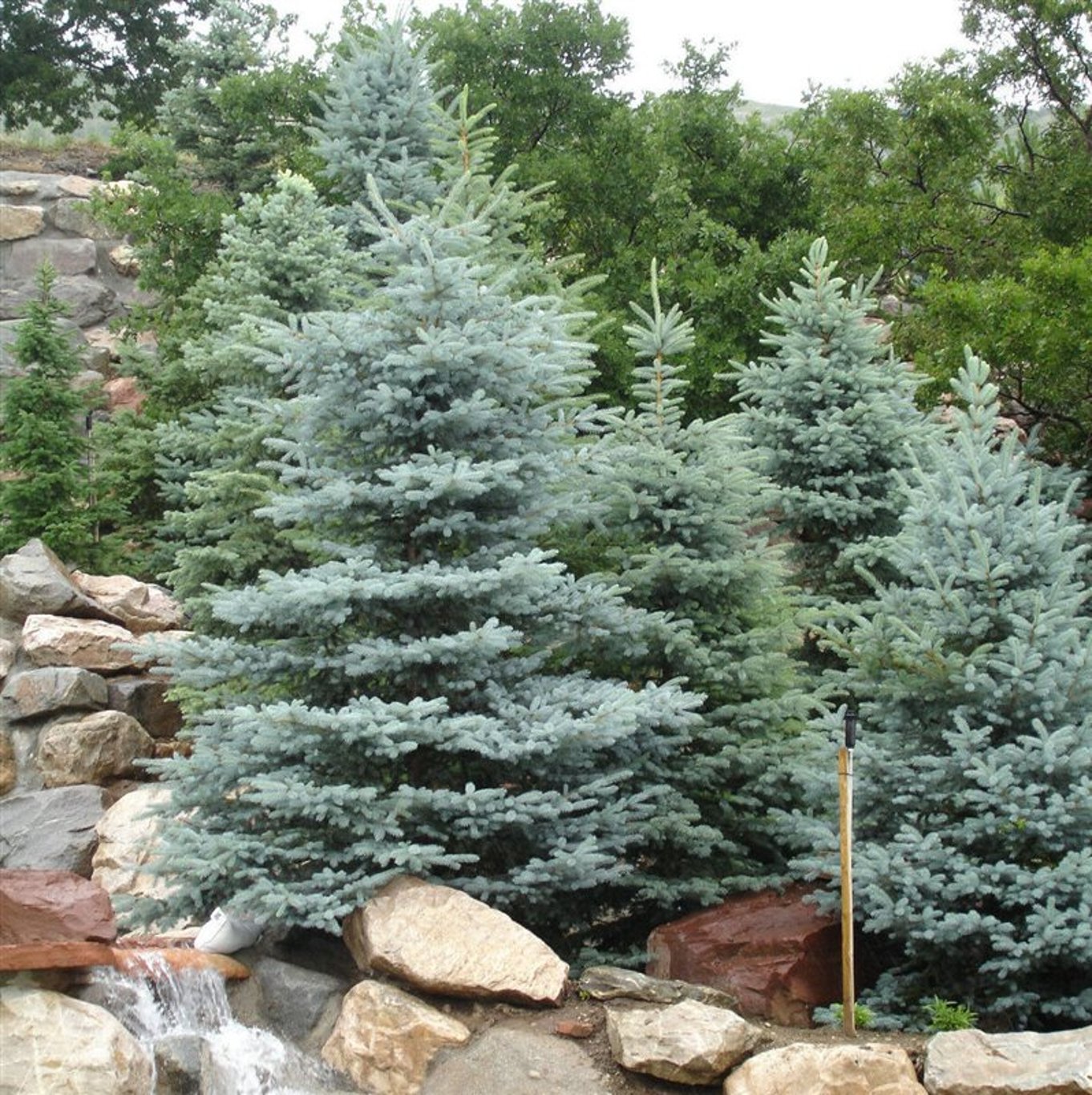 Picea pung. Glauca Group - C5 40-50 CM