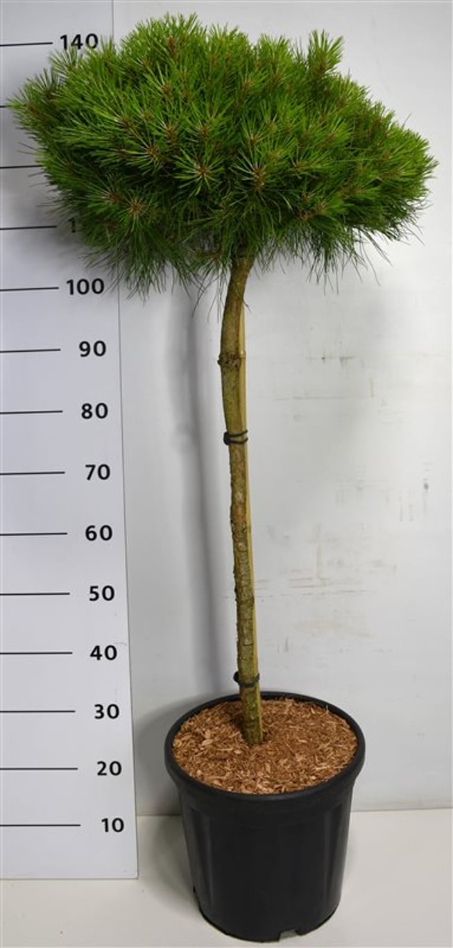 Pinus 'Marie Bregeon' - 80 CM Stem C20