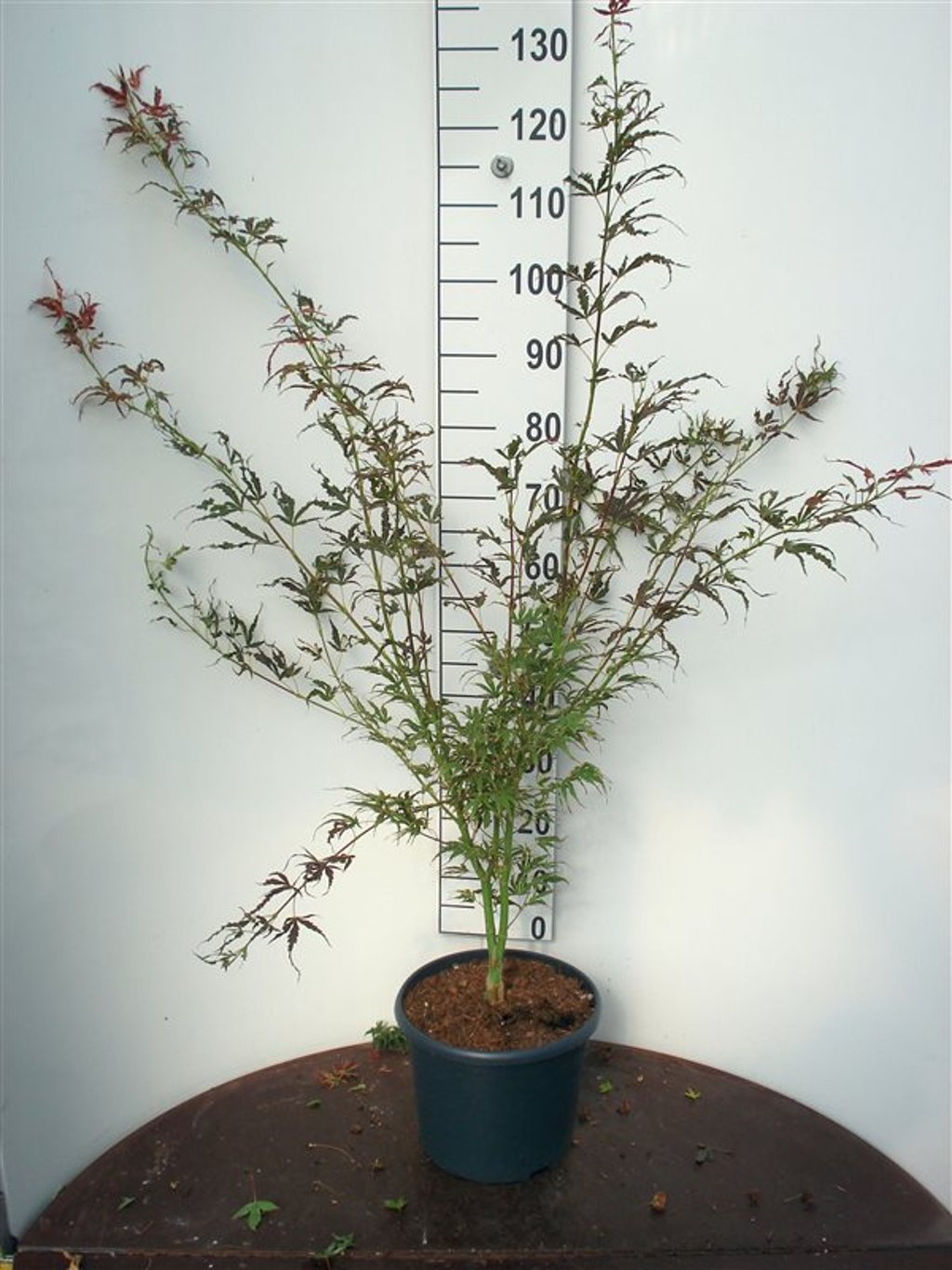 Acer pal. 'Manyo no Sato' - C10 60-80 CM