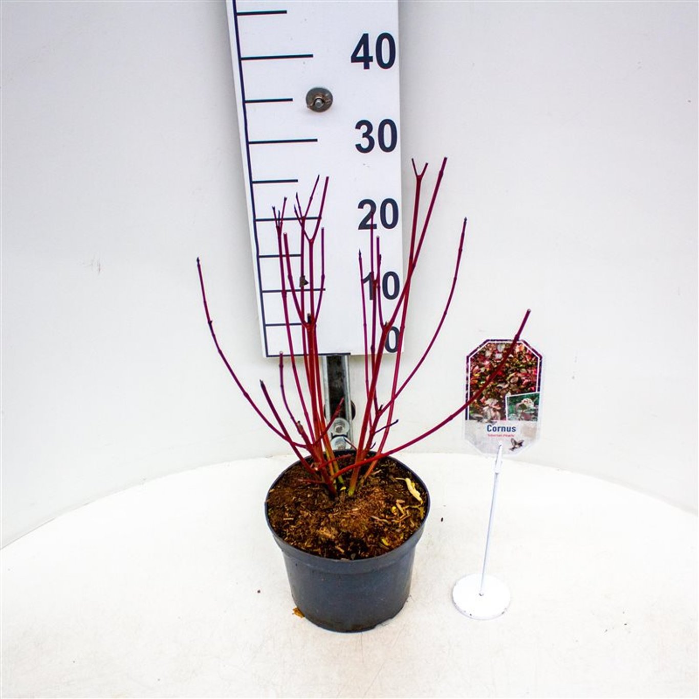 Cornus alba 'Siberian Pearls' - C3 30-40 CM