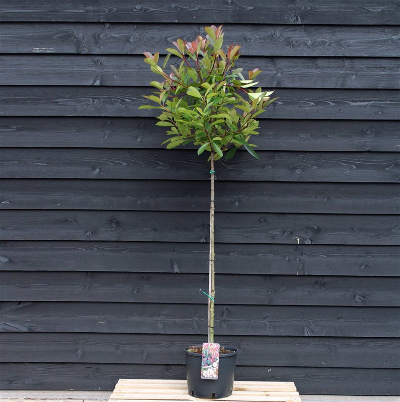 Photinia fraseri 'Red Robin' - 120 CM Stem C12