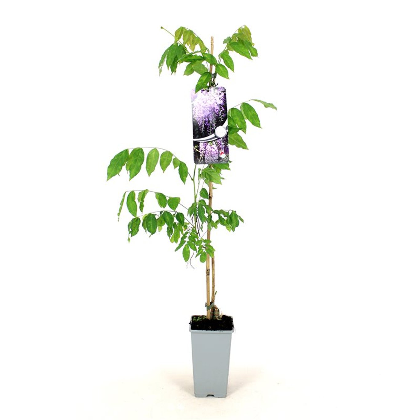 Wisteria sinensis 'Prolific' - C2 80-100 CM Stick