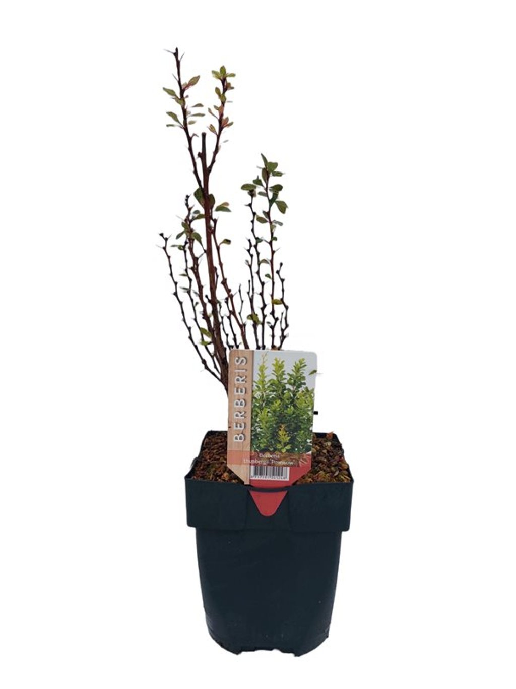 Berberis thunb. 'Powwow' - C2