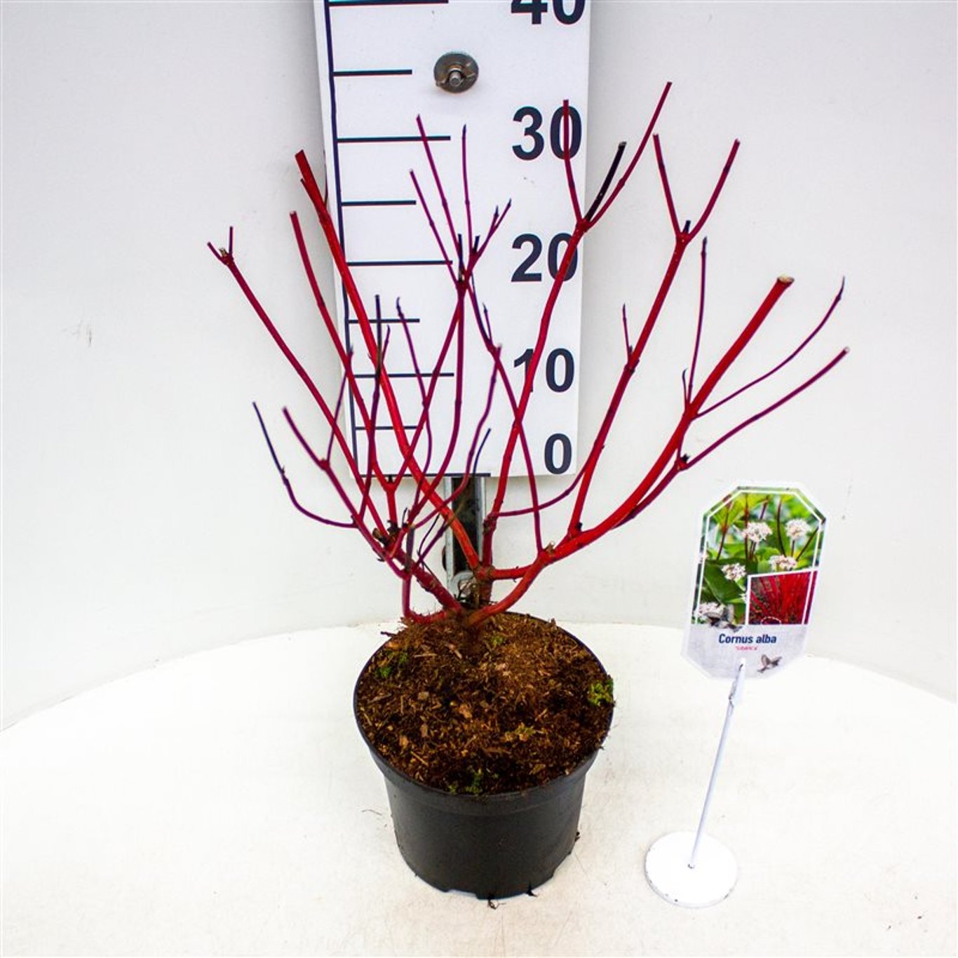 Cornus alba 'Sibirica Variegata' - C3 30-40 CM