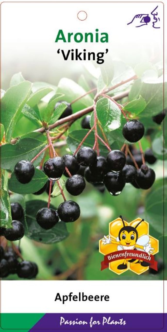 Aronia melanocarpa 'Viking' - C5 50-60 CM