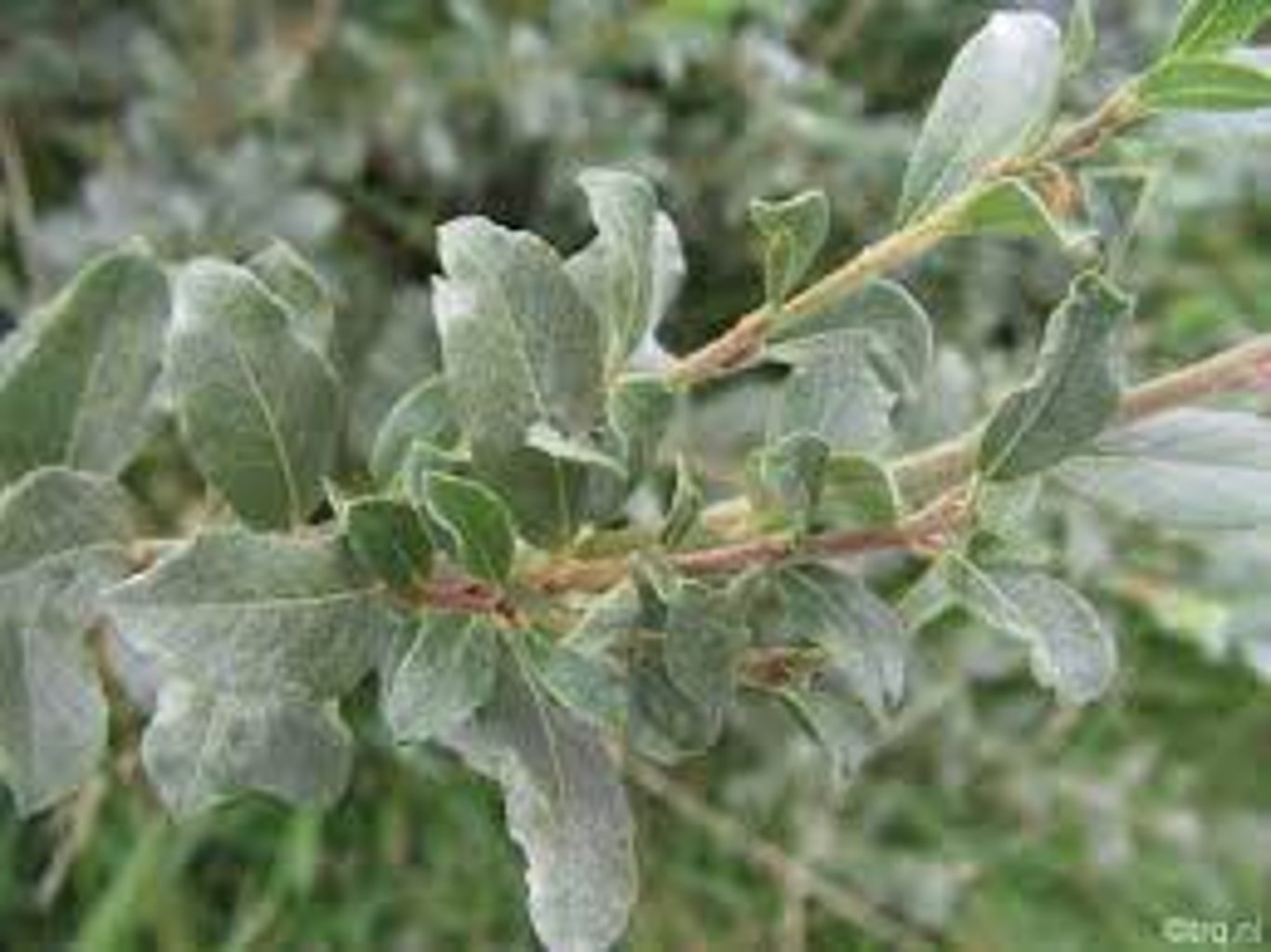 Salix repens nitida - 60-100 CM bare root 0/1   1-2 branche