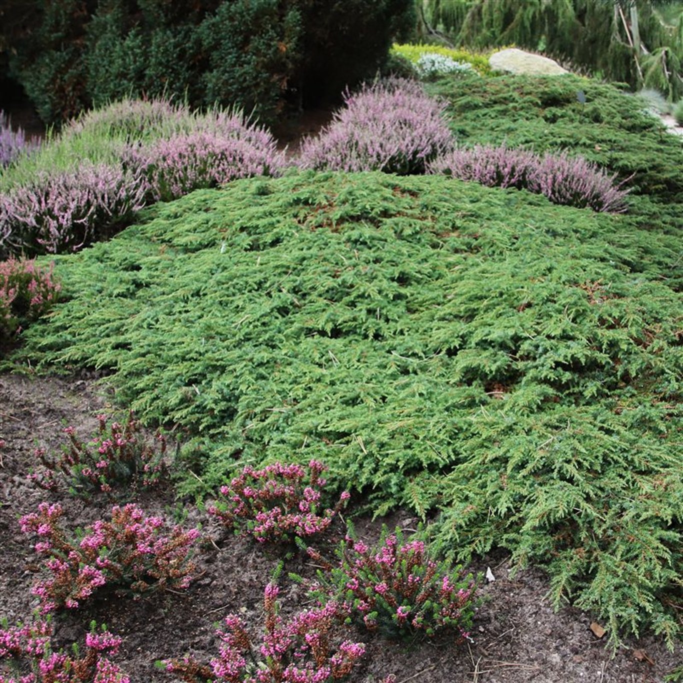 Juniperus comm. 'Green Carpet' - C5 40-50 CM