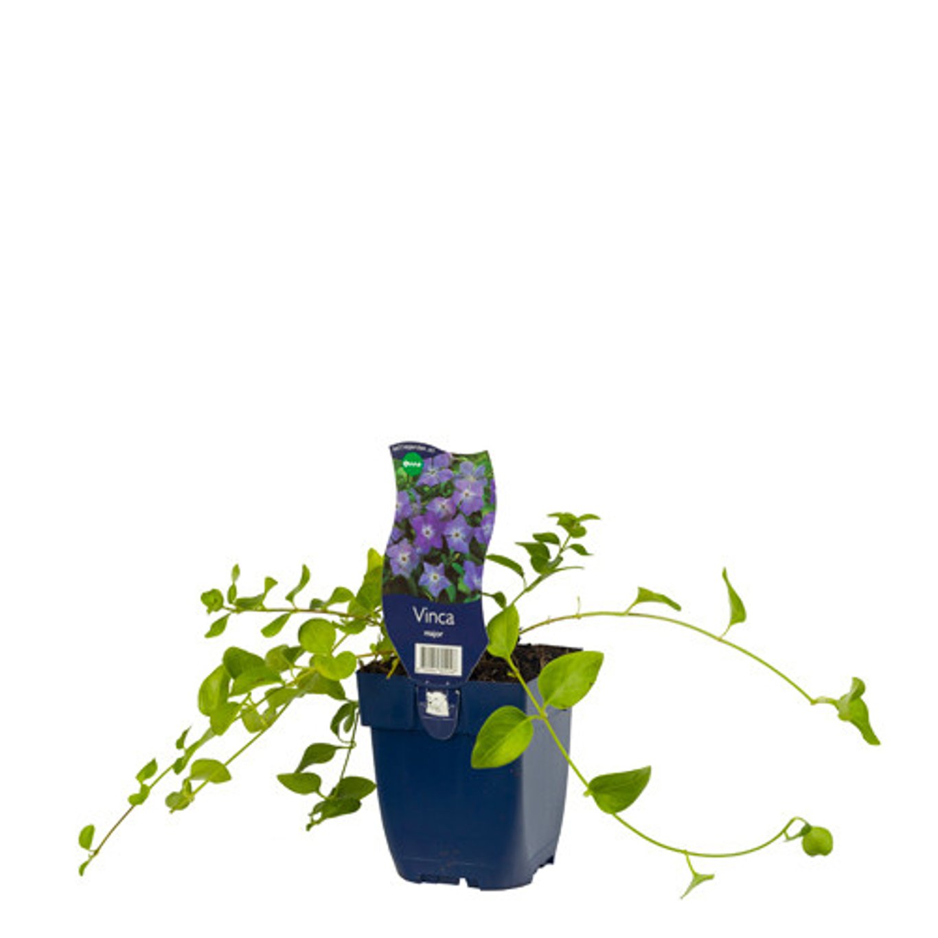 Vinca major - P11