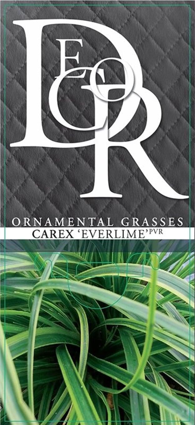 Carex oshim. 'Everlime' - C5
