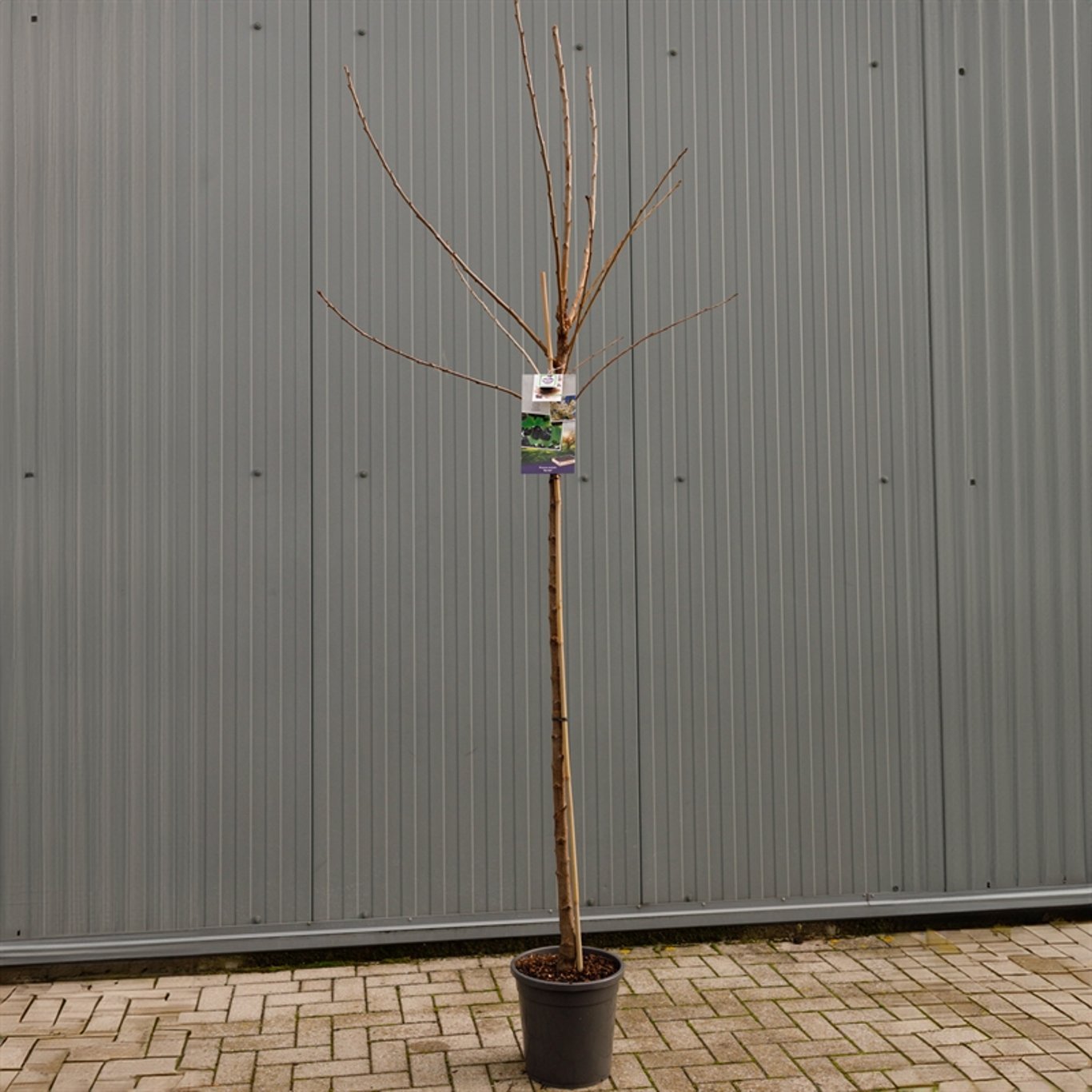 Prunus a. 'Burlat' - C12 250-275 CM Hoogstam