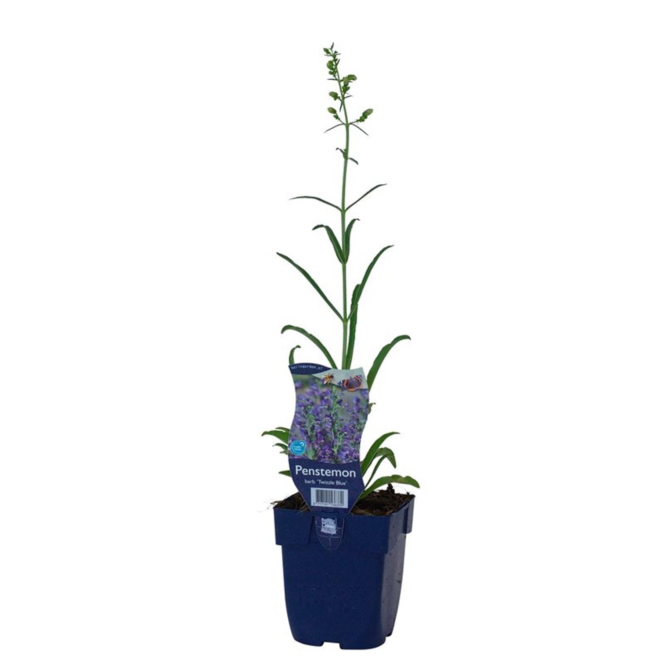 Penstemon b. 'Twizzle Blue' - P11