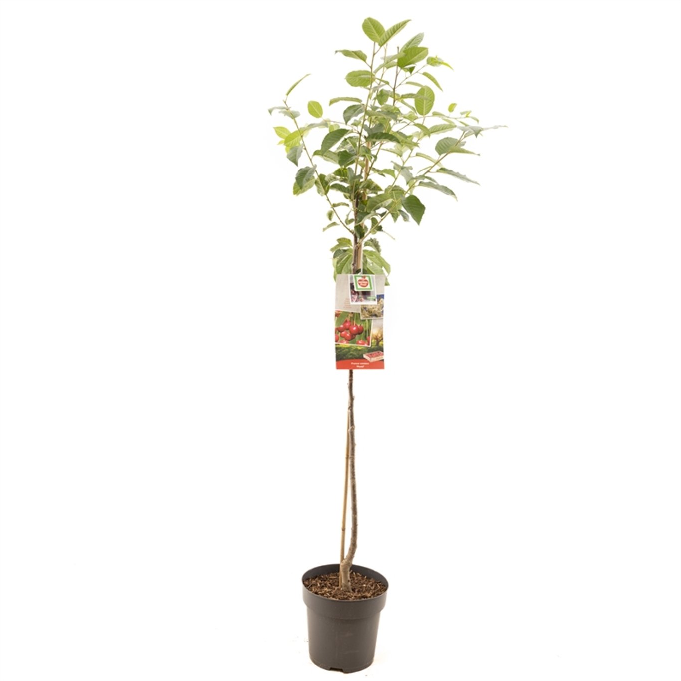 Prunus c. 'Morello' - C7.5 Halfstem