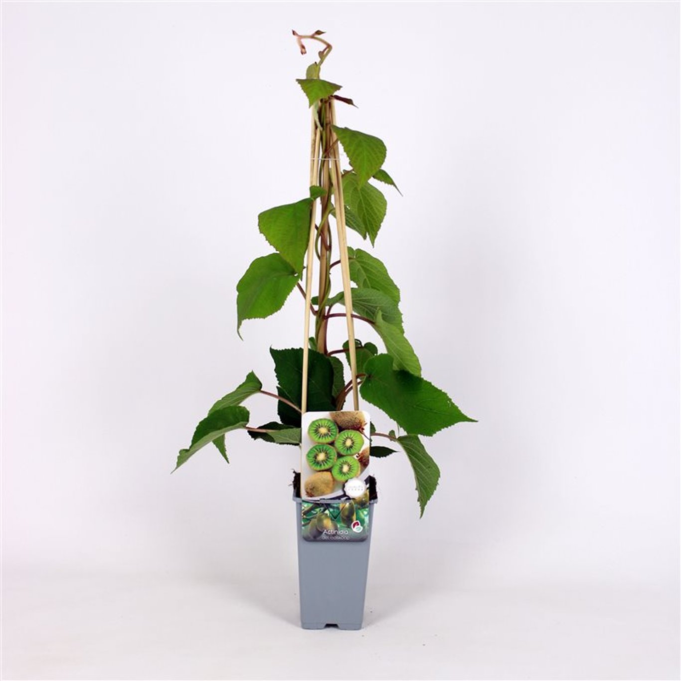Actinidia d. 'Boskoop' - C2 70/+ CM