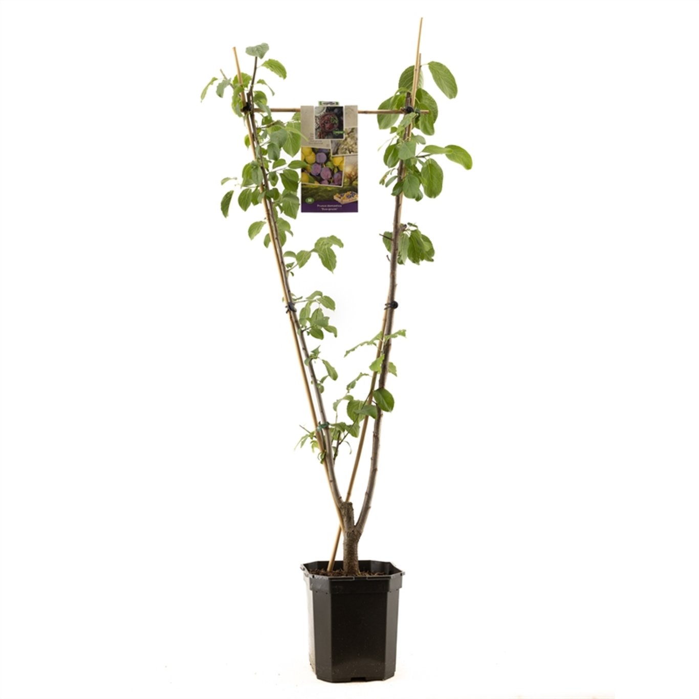 Prunus d. 'Duo-pruim' - 125-150 V-SHAPE C7.5