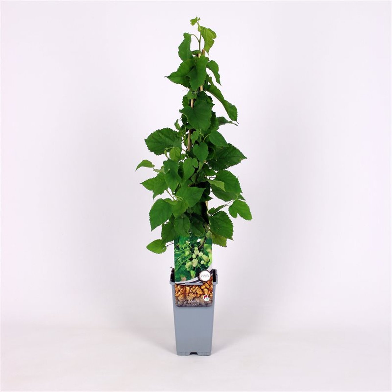 Morus alba - C2 70/+ CM