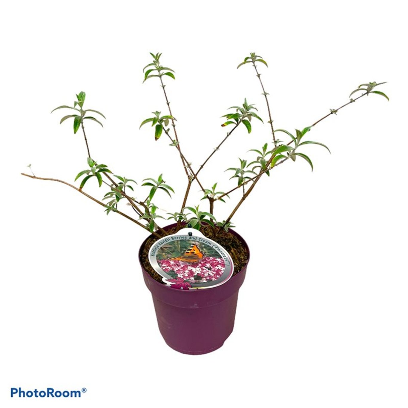 Buddleja d. 'Berries & Cream' - C3