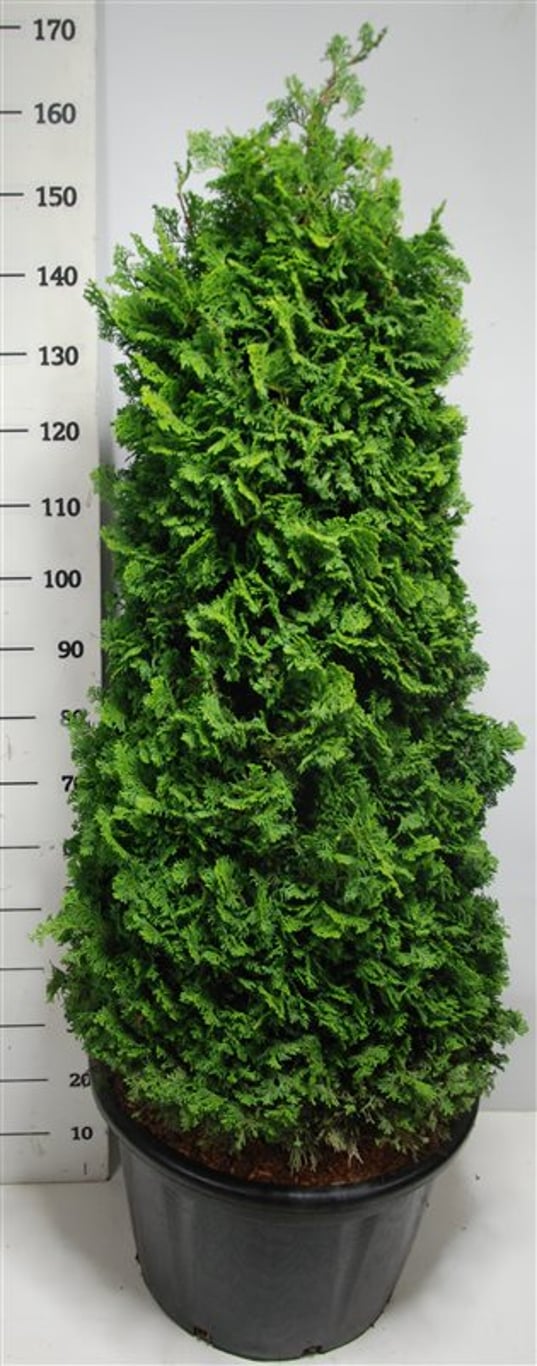Chamaecyparis o. 'Nana Gracilis' - C65 120-140 CM