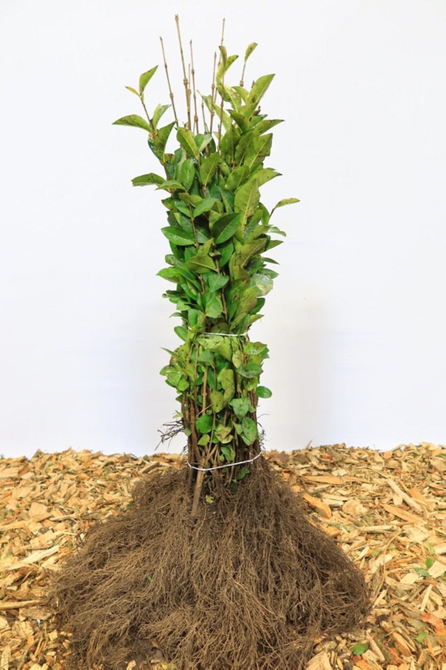 Ligustrum ovalifolium - 40-60 CM bare root 0/1   2-3 branche