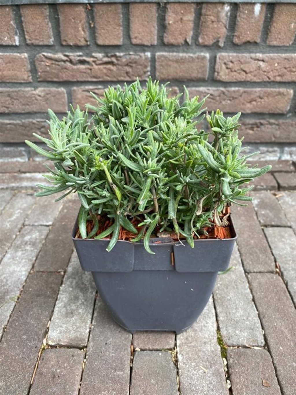 Lavandula ang. 'Munstead' - C2