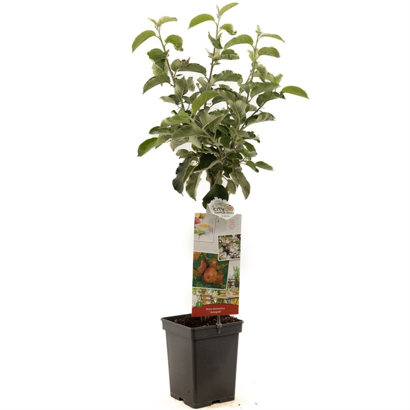 Malus d. 'Jonagold' - C5 60-80 CM Patio