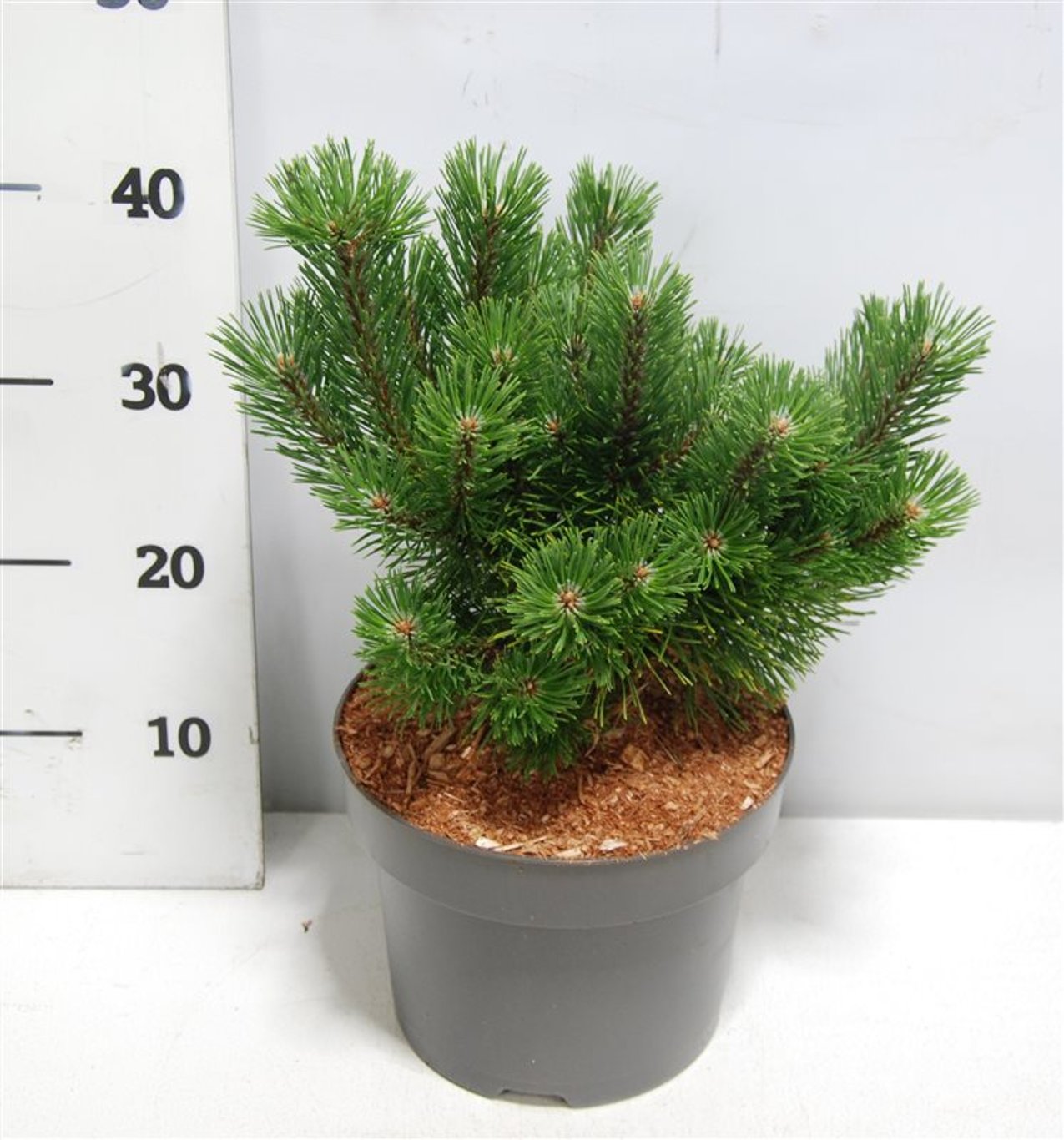 Pinus mugo 'Mumpitz' - C5 30-35 CM