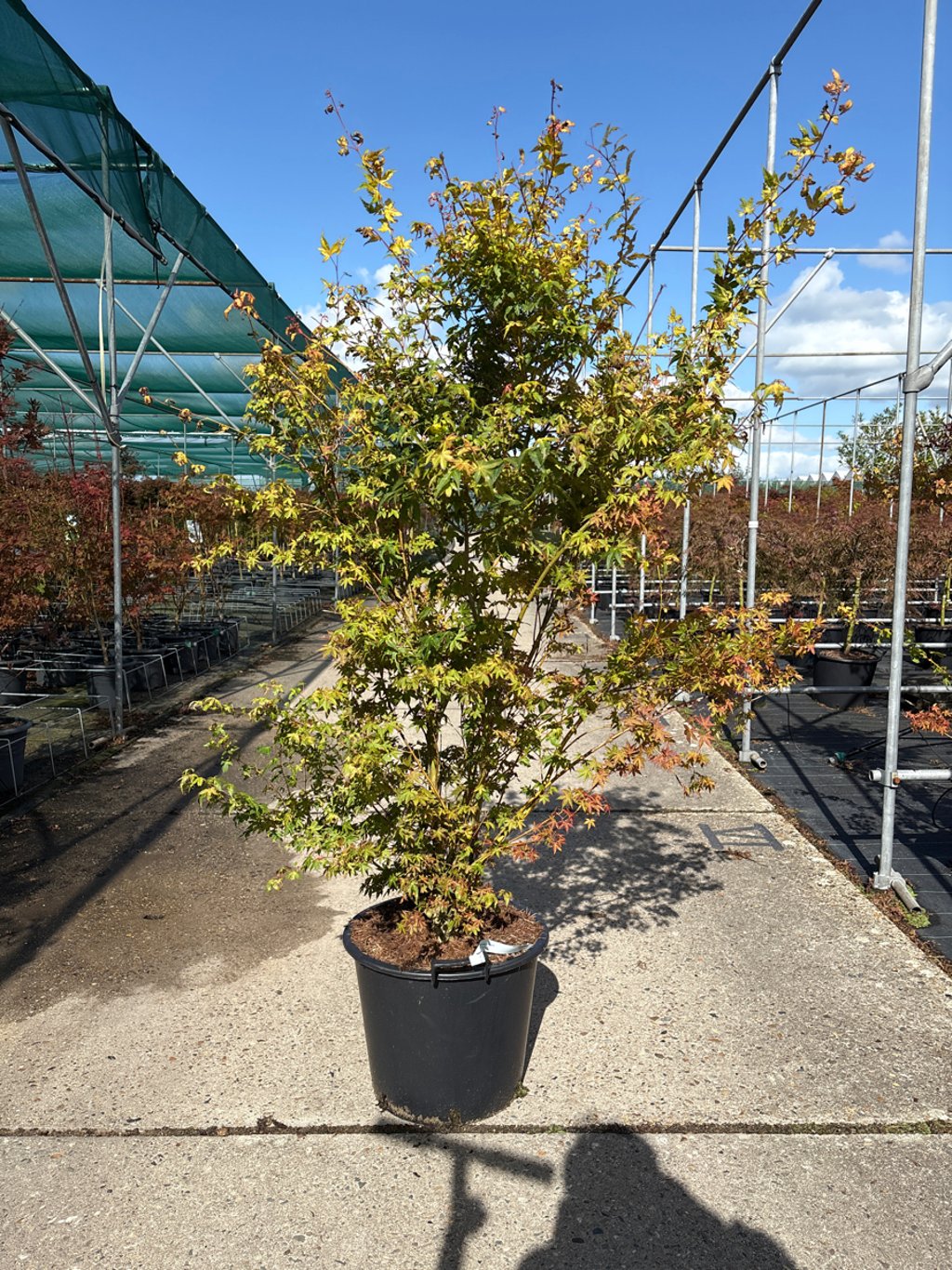 Acer pal. 'Katsura' - C30 150-175 CM