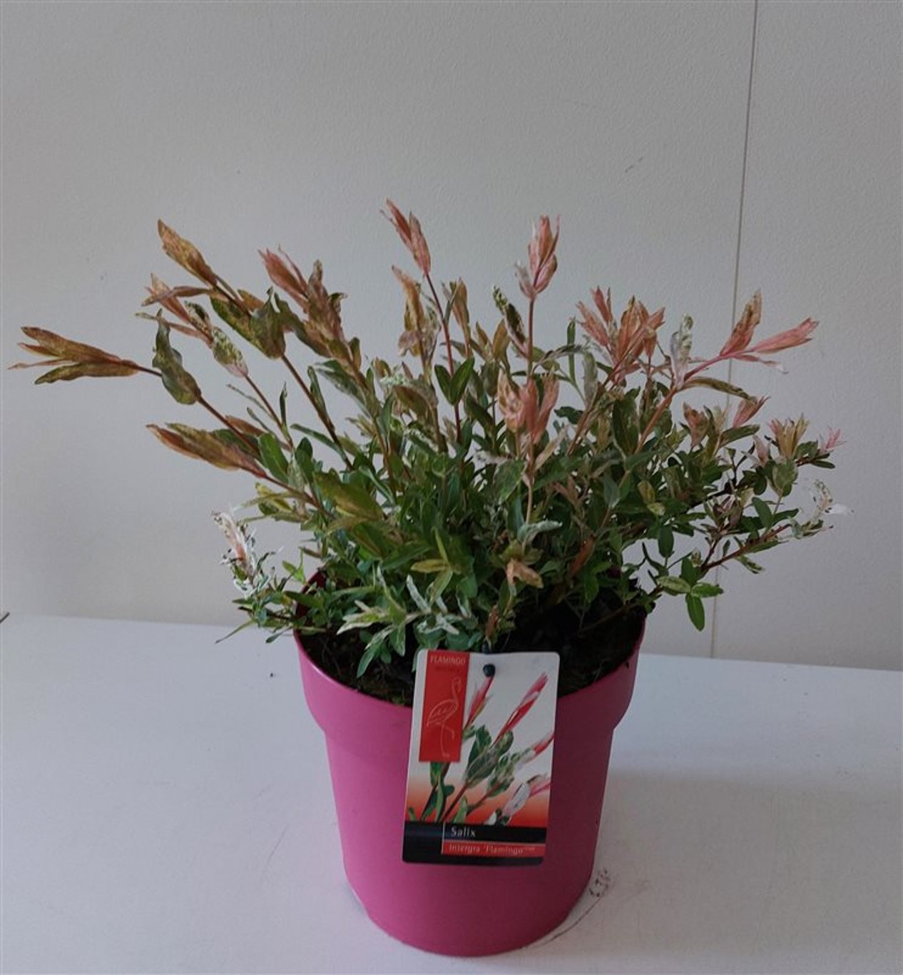 Salix integra 'Flamingo' - C3 30-40 CM pink pot