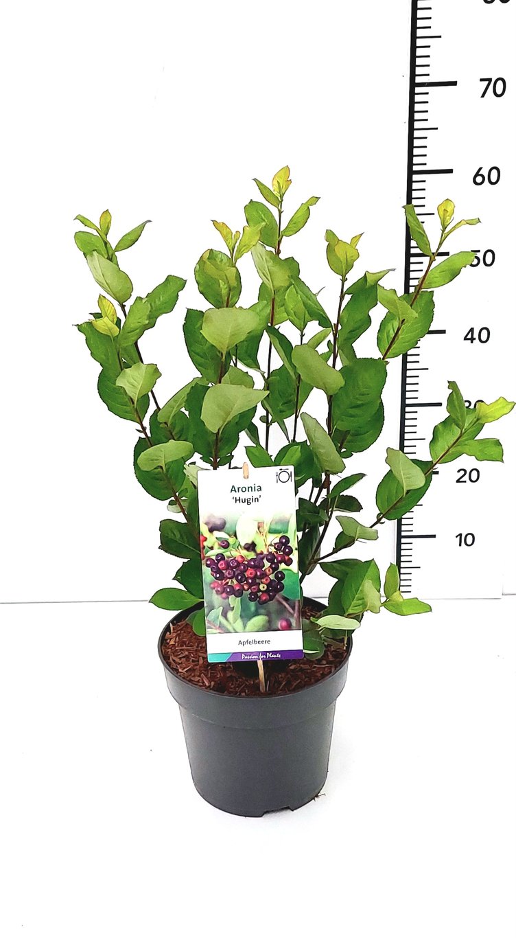 Aronia melanocarpa 'Hugin' - C5 40-60 CM