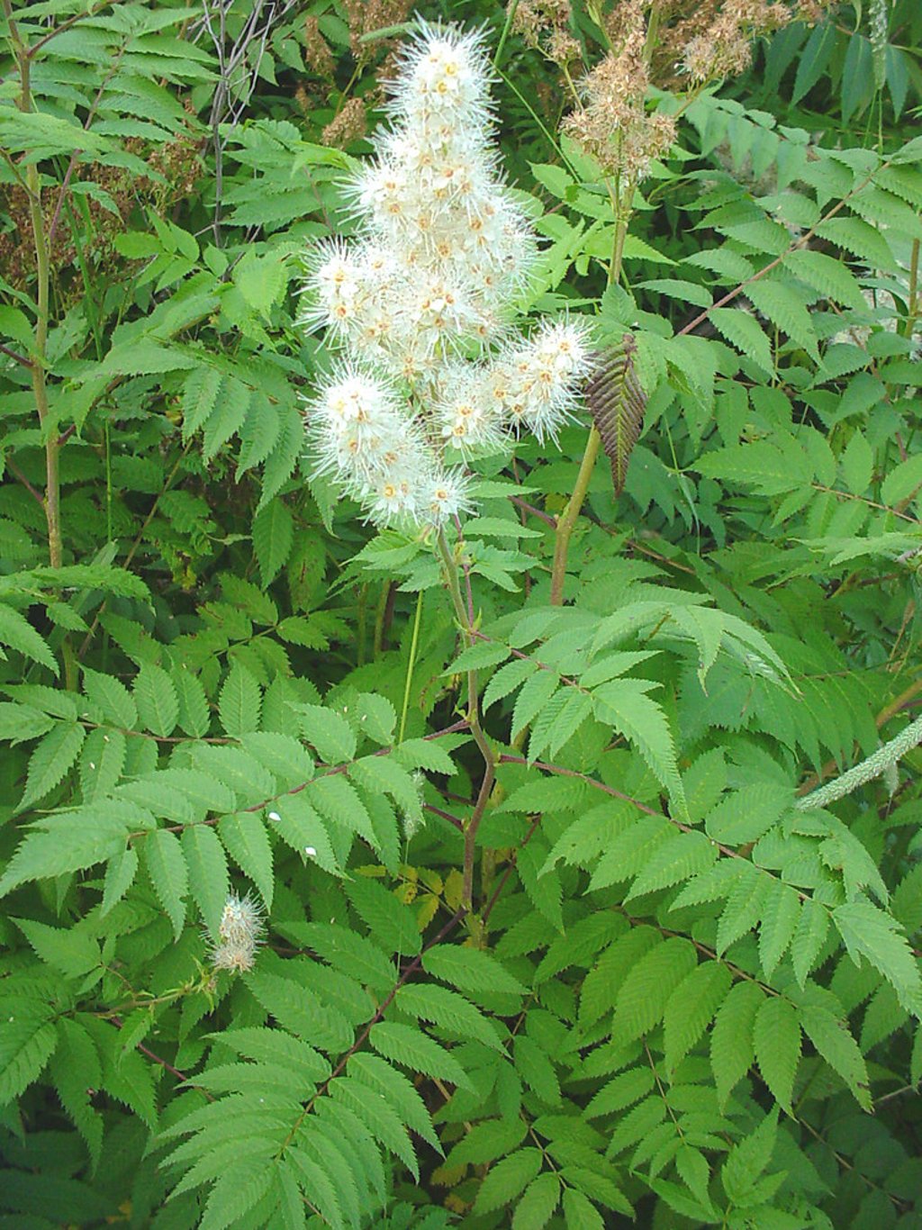 Sorbaria sorbifolia - 40-60 CM bare root 1/1