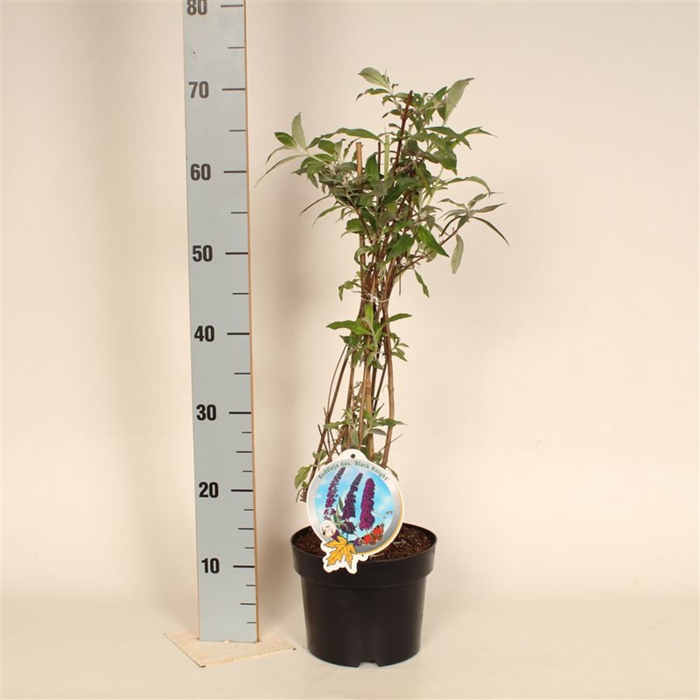Buddleja d. 'Black Knight' - C3 50-60 CM