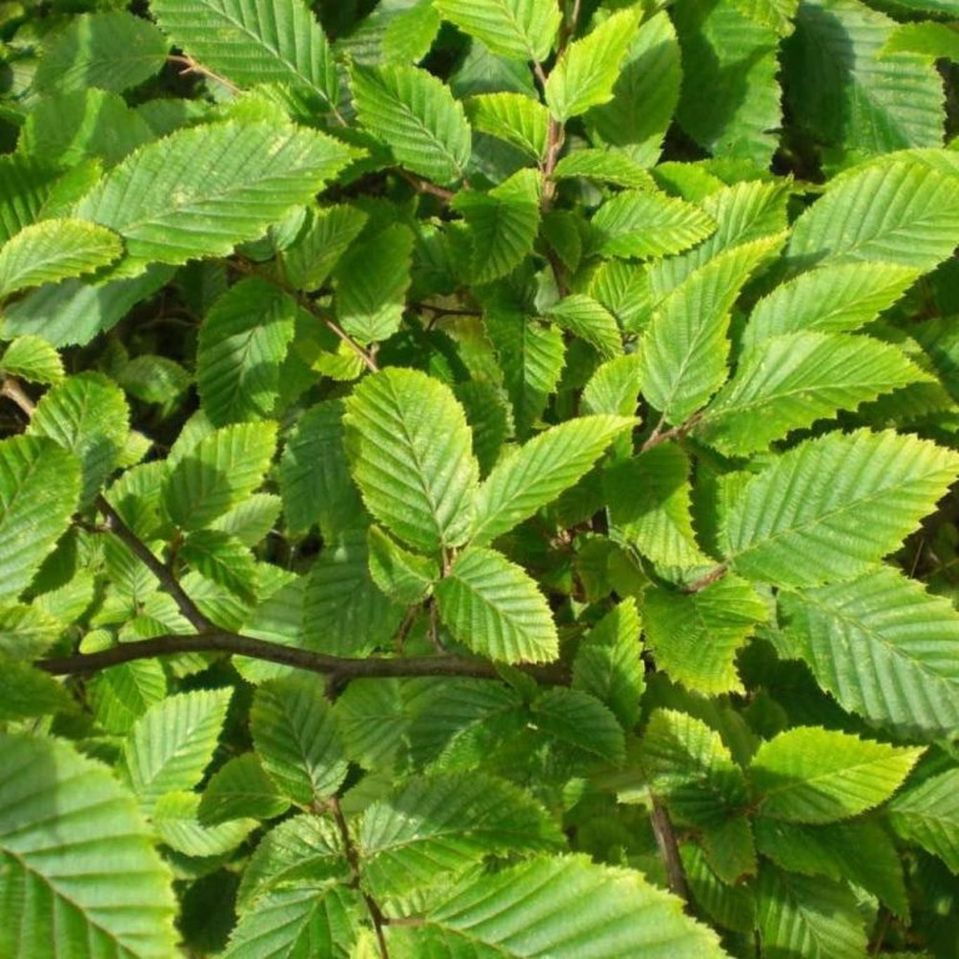 Carpinus betulus - C2.5 100-125 CM