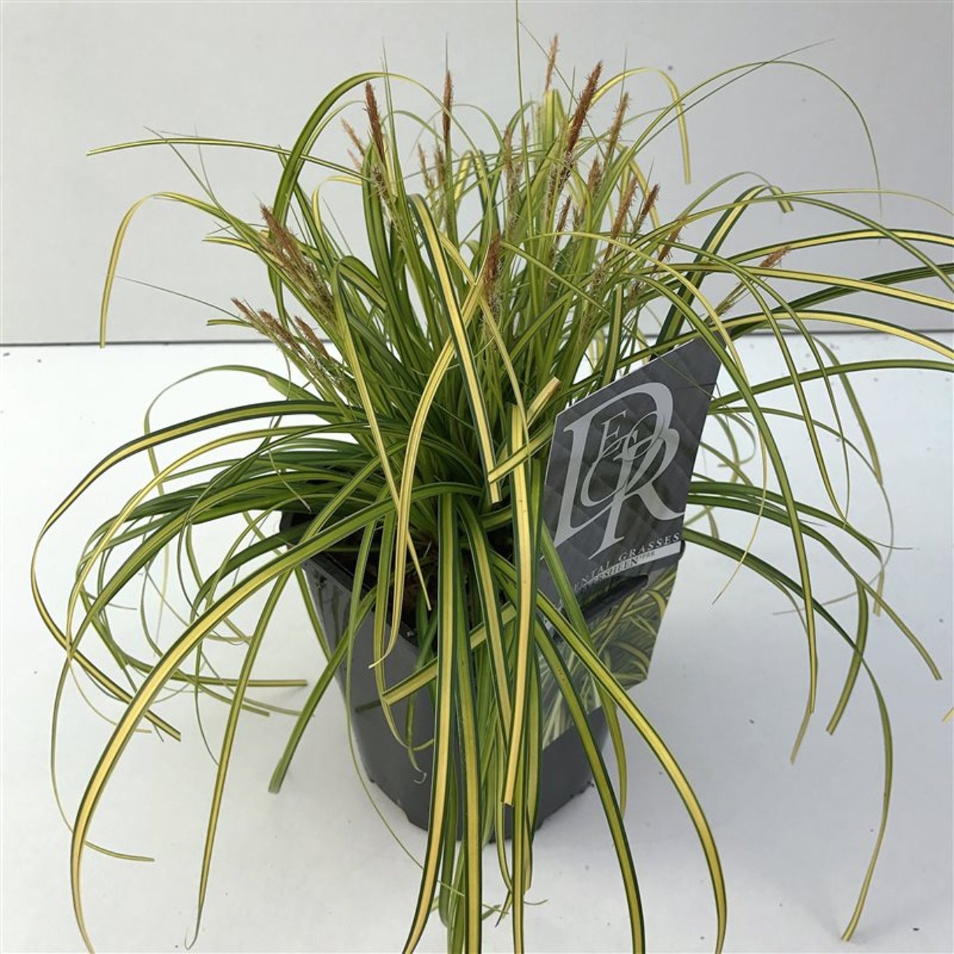 Carex oshim. 'Eversheen' - C2
