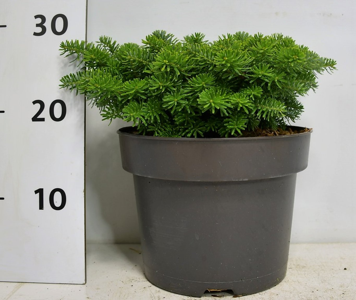 Abies k. 'Brillant' - C5 25-30 CM