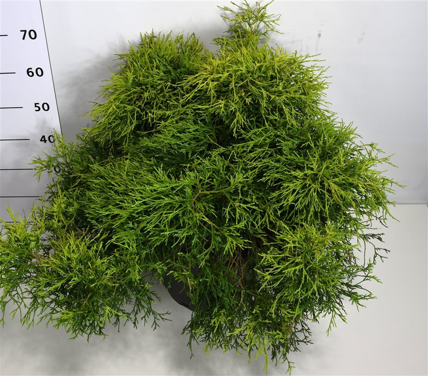 Chamaecyparis p. 'Sungold' - C25 70-80 CM