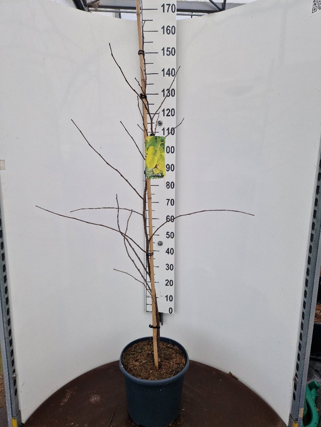 Cercis can. 'Hearts of Gold' - C20 150-175 CM