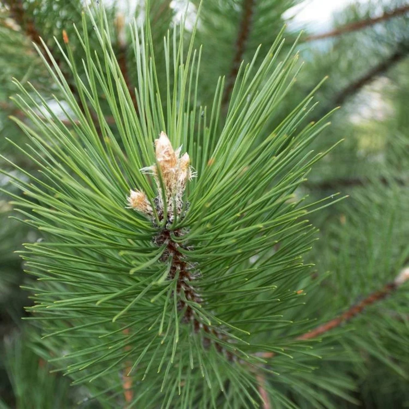 Pinus sylvestris - 50-80 CM bare root 1/1