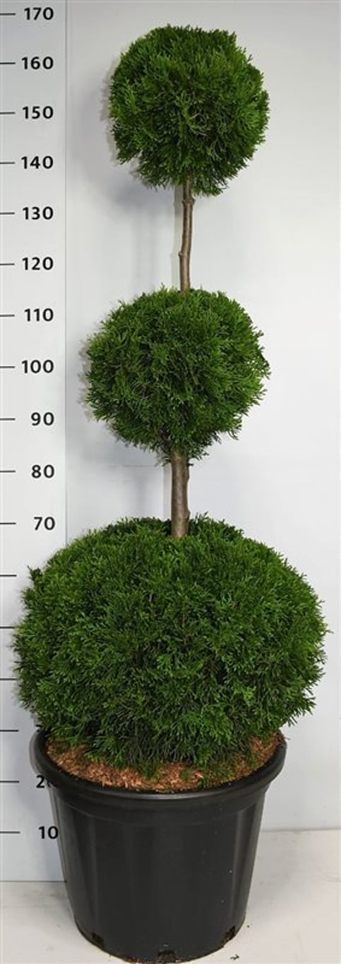 Thuja occ. 'Smaragd' - 120-140 CM TRIOBOL Cont.
