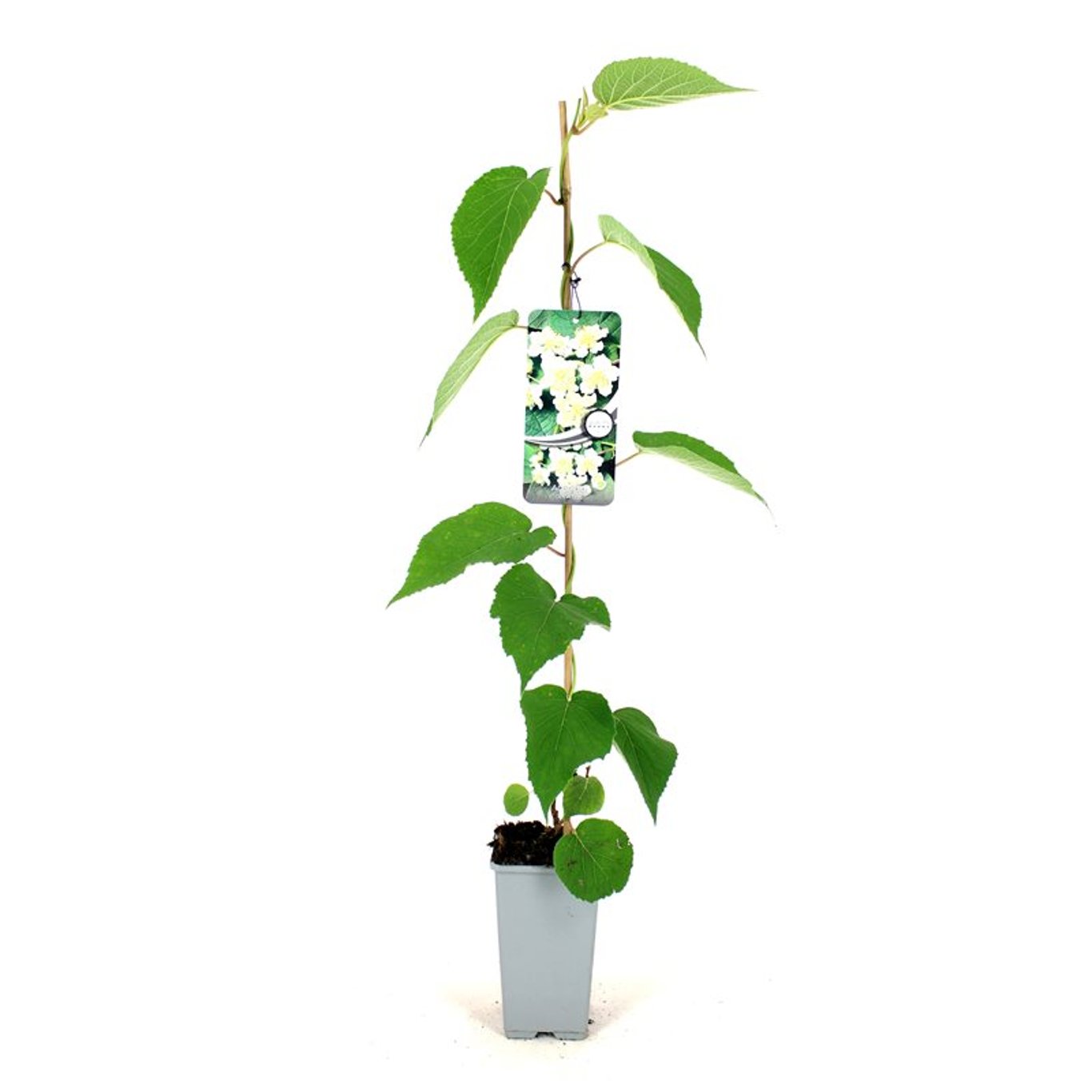 Actinidia d. 'Atlas' - C2 80-100 CM Stick