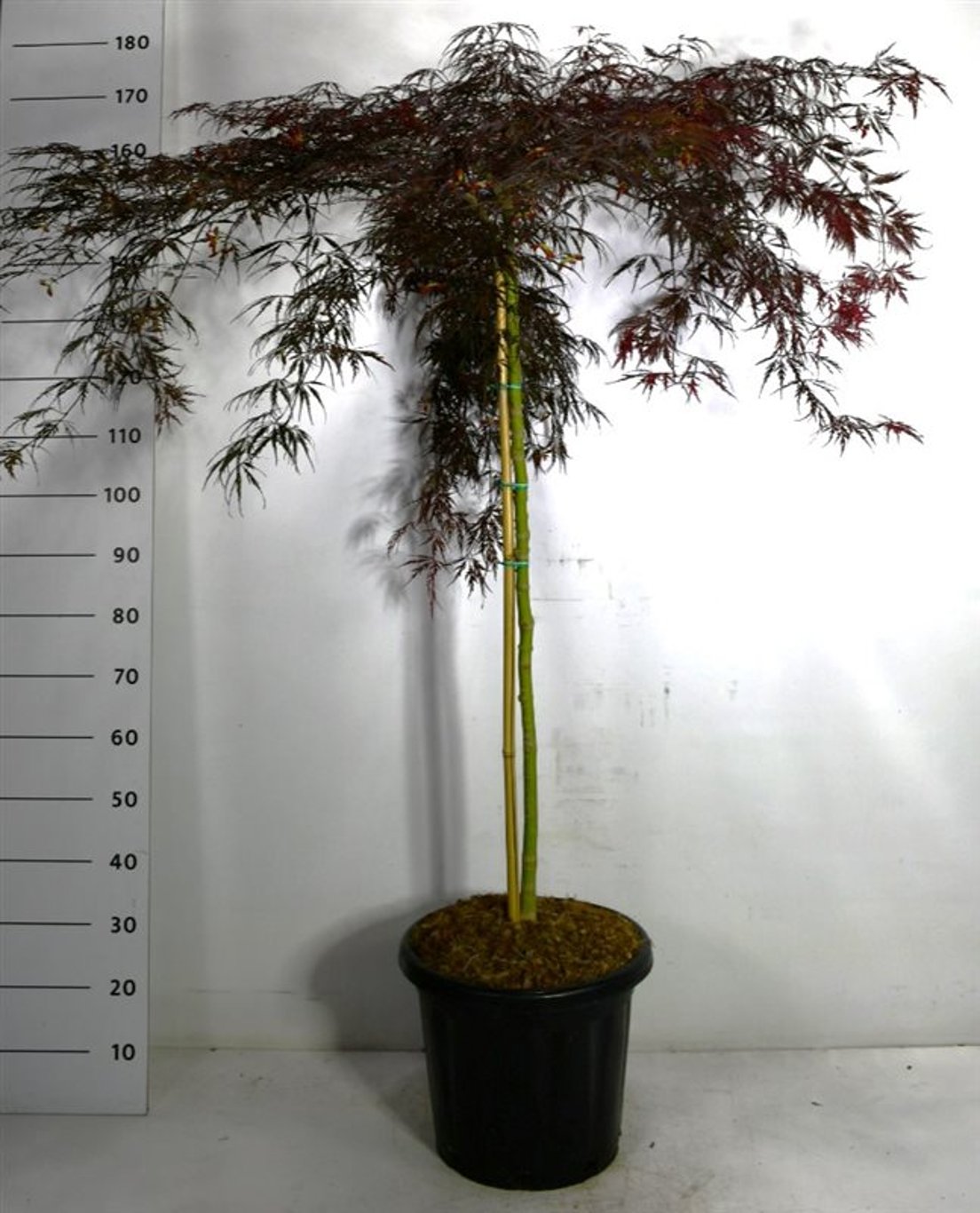Acer pal. 'Inaba-shidare' - 100 CM Stem C25