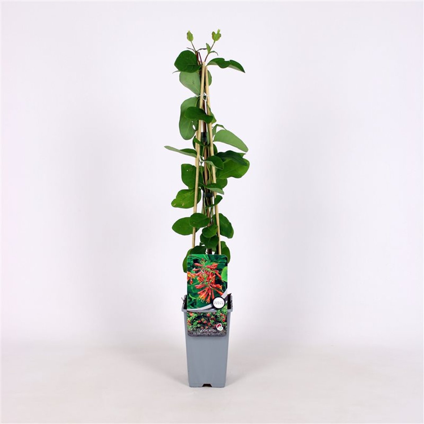 Lonicera brownii 'Dropmore Scarlet' - C2 70/+ CM