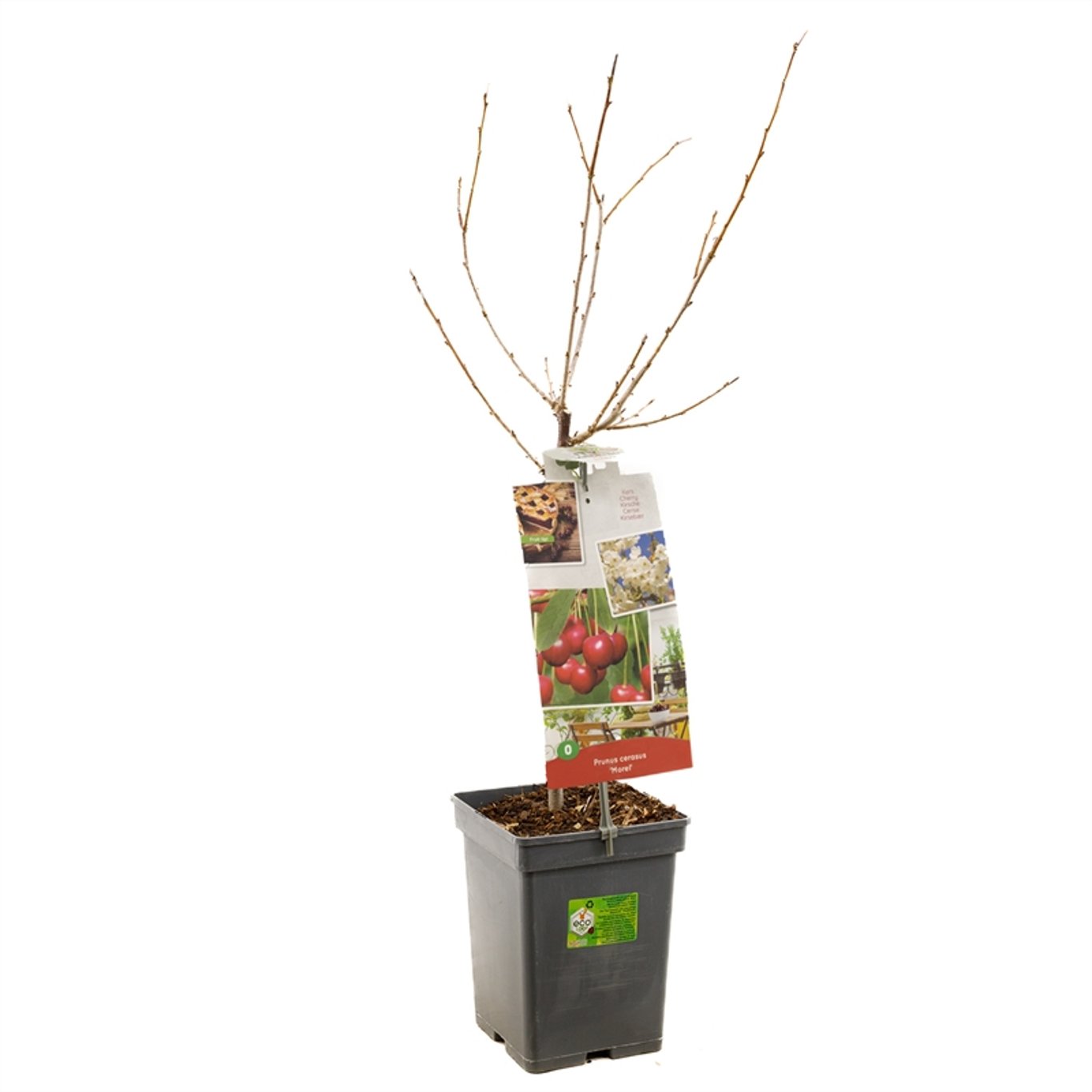 Prunus c. 'Morel' - C5 60-80 CM Patio