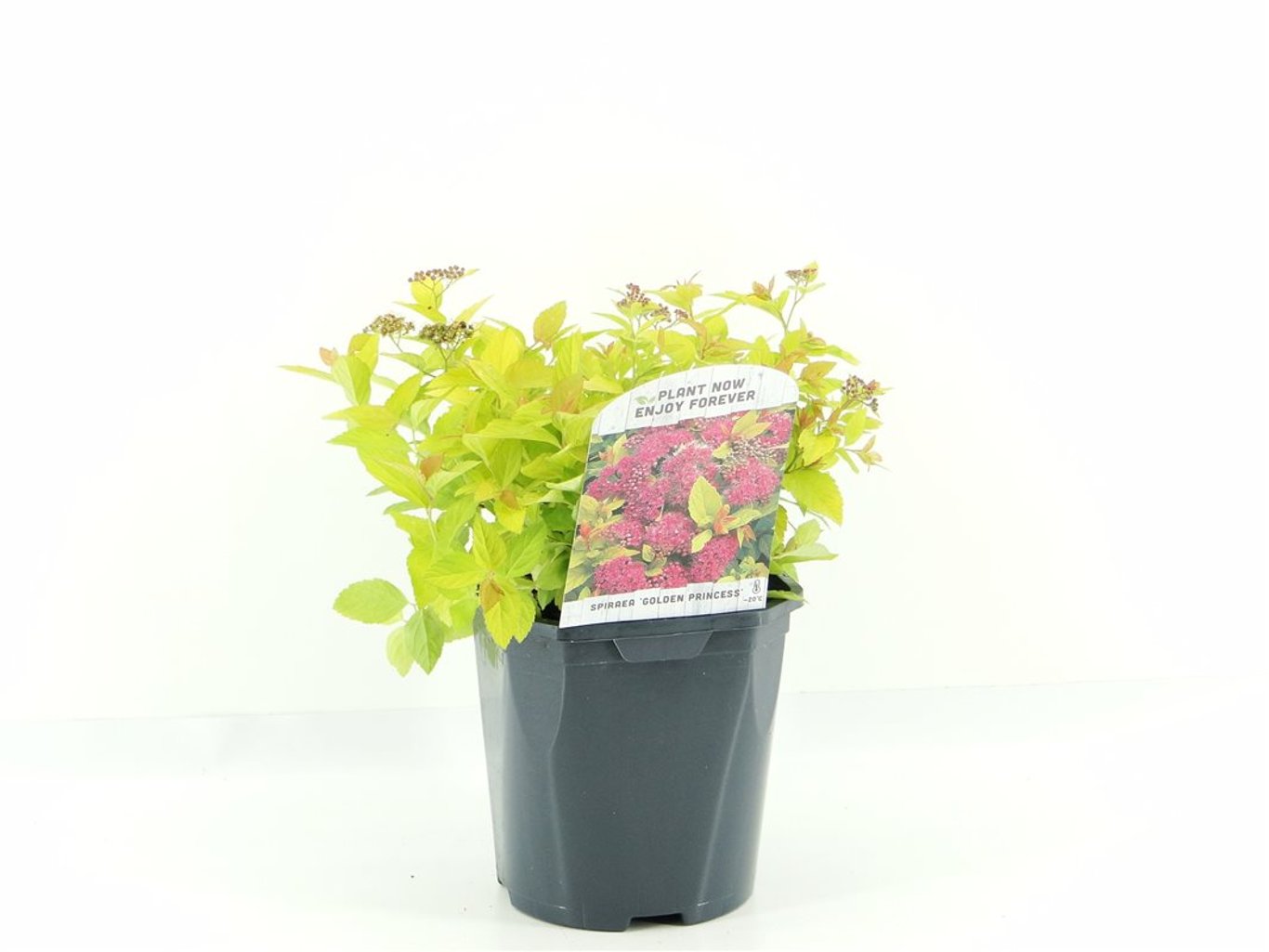 Spiraea jap. 'Golden Princess' - C2