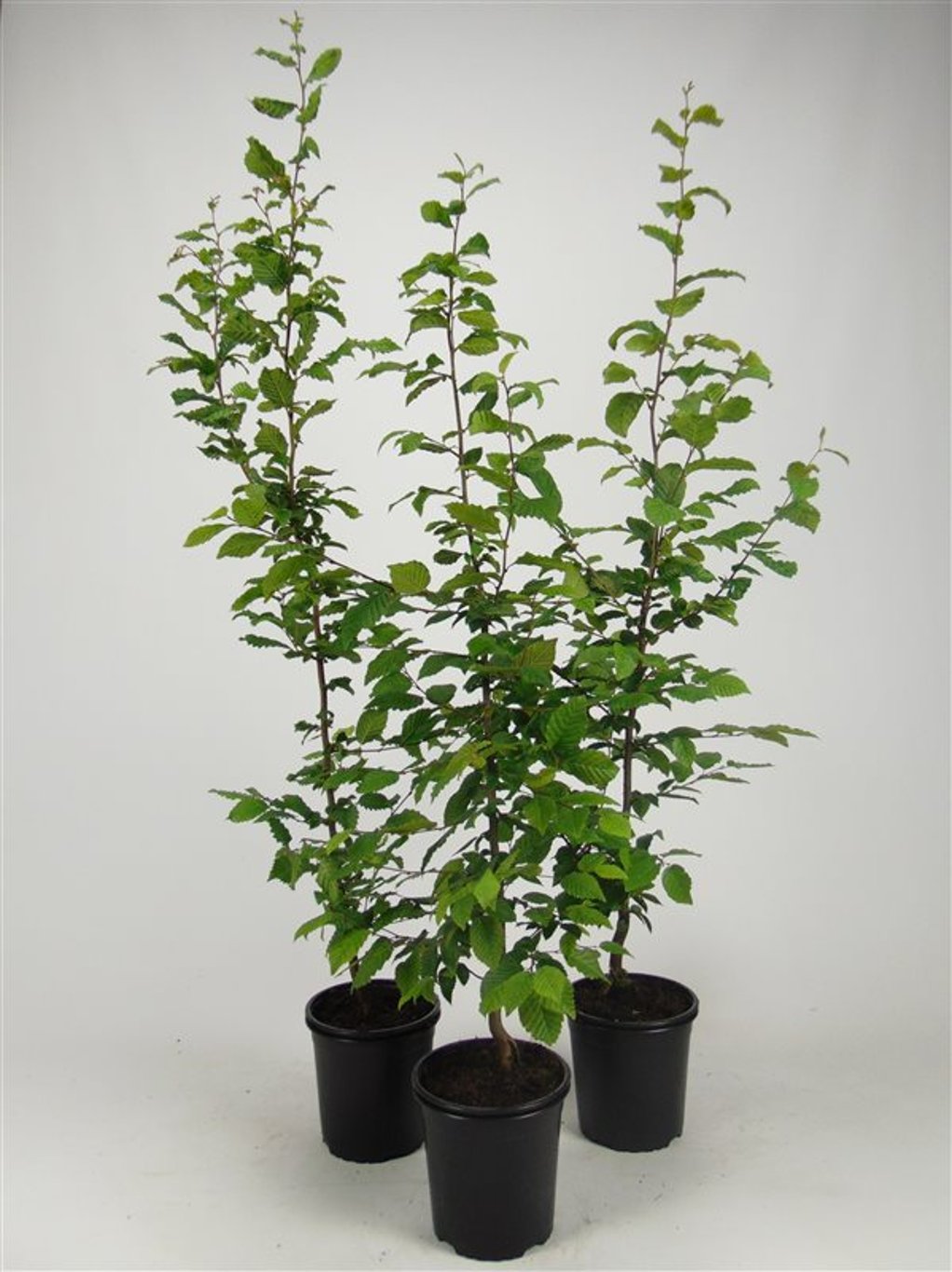 Carpinus betulus - C2.5 60-80 CM