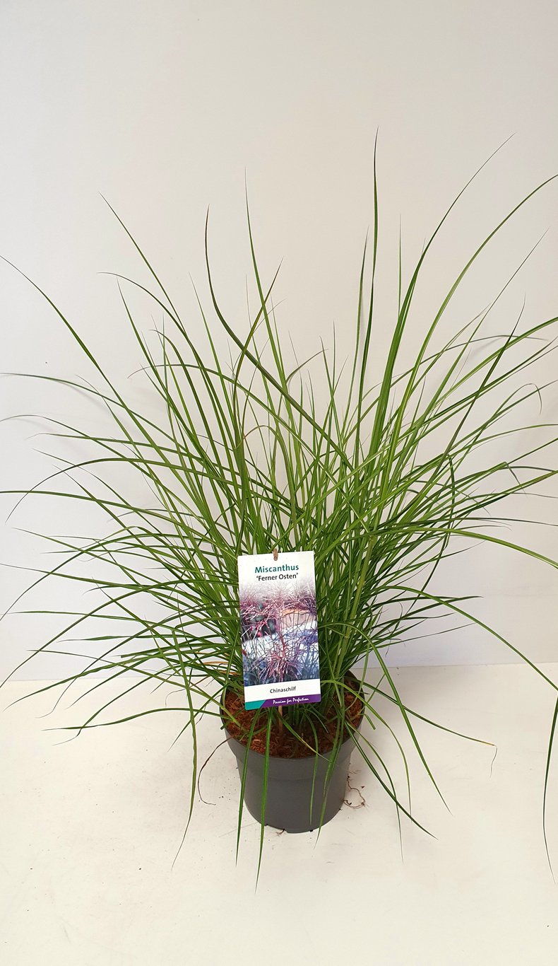 Miscanthus sin. 'Ferner Osten' - C5