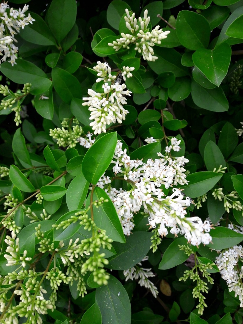Ligustrum vulgare - 40-60 CM bare root 0/2  2-3 branche