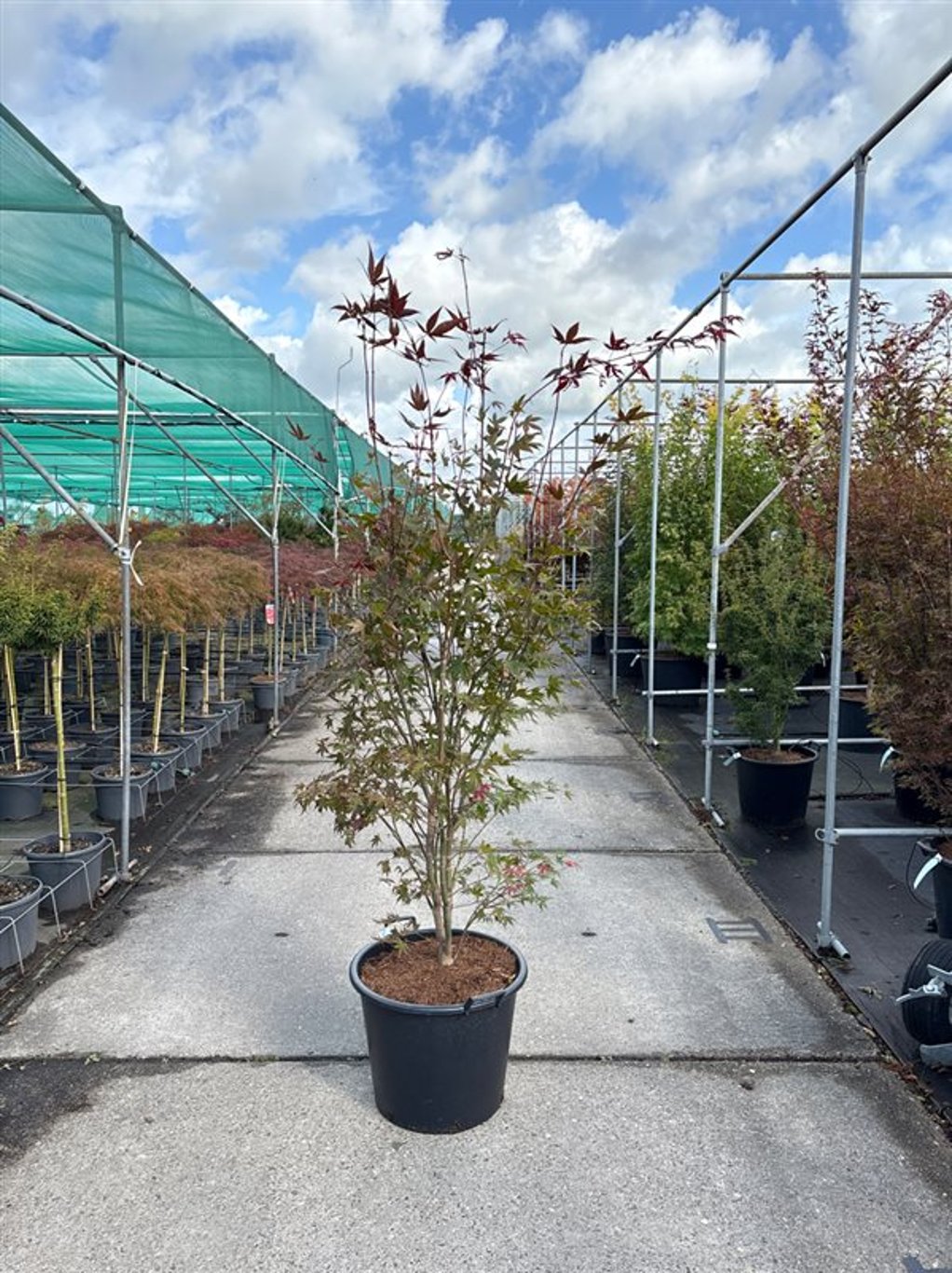 Acer pal. 'Atropurpureum' - C65 175-200 CM