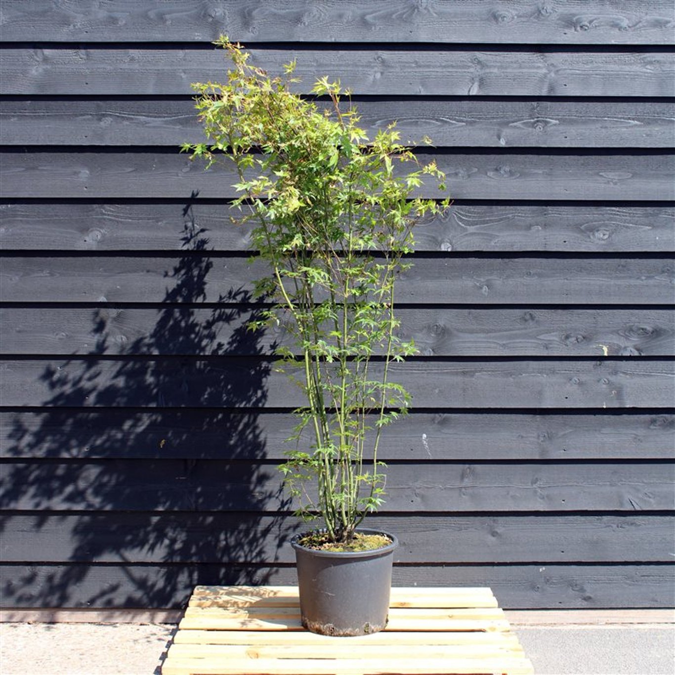 Acer palmatum - C15 175-200 CM