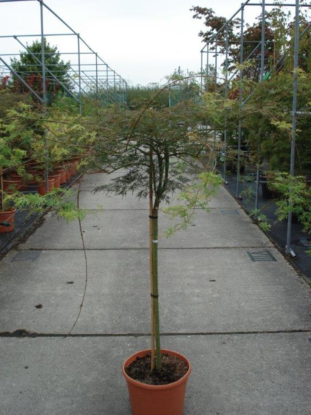 Acer pal. 'Emerald Lace' - 90 CM Stem C20