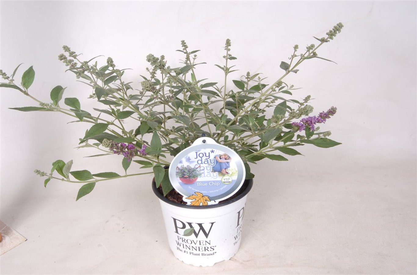 Buddleja 'Blue Chip' - C3